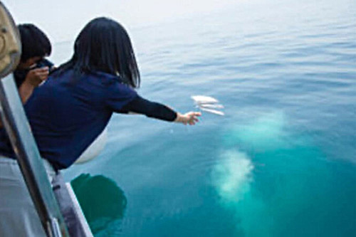 海洋葬のイメージ